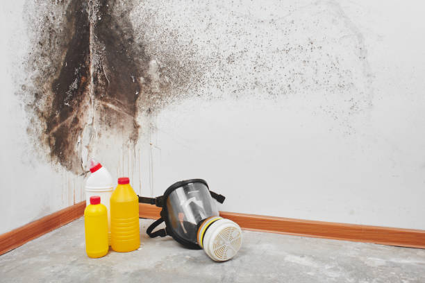 Best Mold Remediation  in Rose Lodge, OR