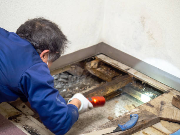 Best Office Mold Removal Services  in Rose Lodge, OR