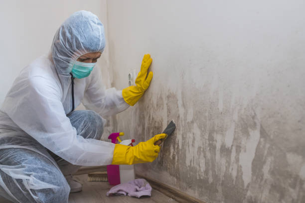 Best Professional Mold Removal  in Rose Lodge, OR