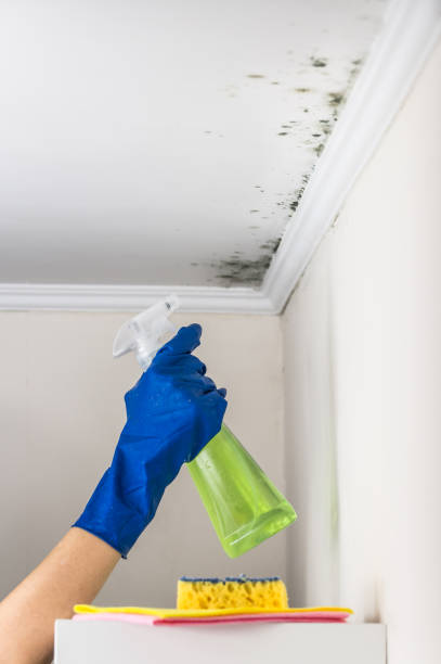 Best Residential Mold Removal  in Rose Lodge, OR