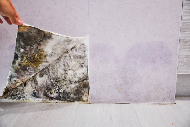 Best Professional Mold Removal  in Rose Lodge, OR